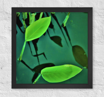 Two plants with reflections - Framed