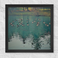 Geese on green reflected lake - Framed