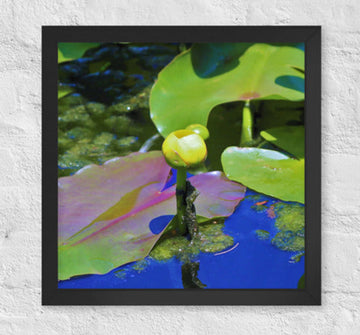 Floating yellow flower - Framed