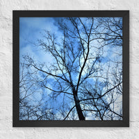 Branches against blue clouded sky - Framed