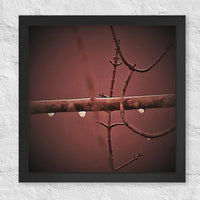 Three raindrops on a branch - Framed