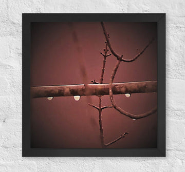 Three raindrops on a branch - Framed