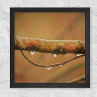 Raindrops on branch arch - Framed
