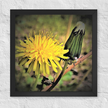 Beauty of the dandelion - Framed