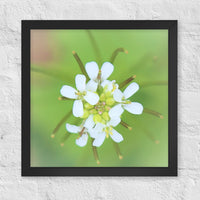 White petals with buds - Framed