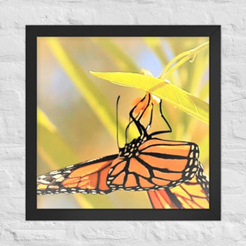Butterfly taking in nectar - Framed