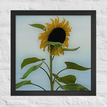 Sunflower - Framed