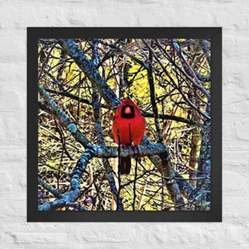 Cardinal in my backyard - Framed