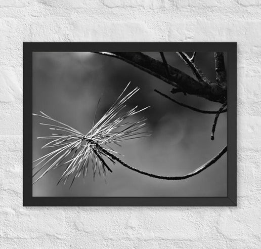 Pine needles- Framed