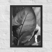 Exquisite lines of elephant ear plant - Framed