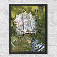 Turtle in water - Framed