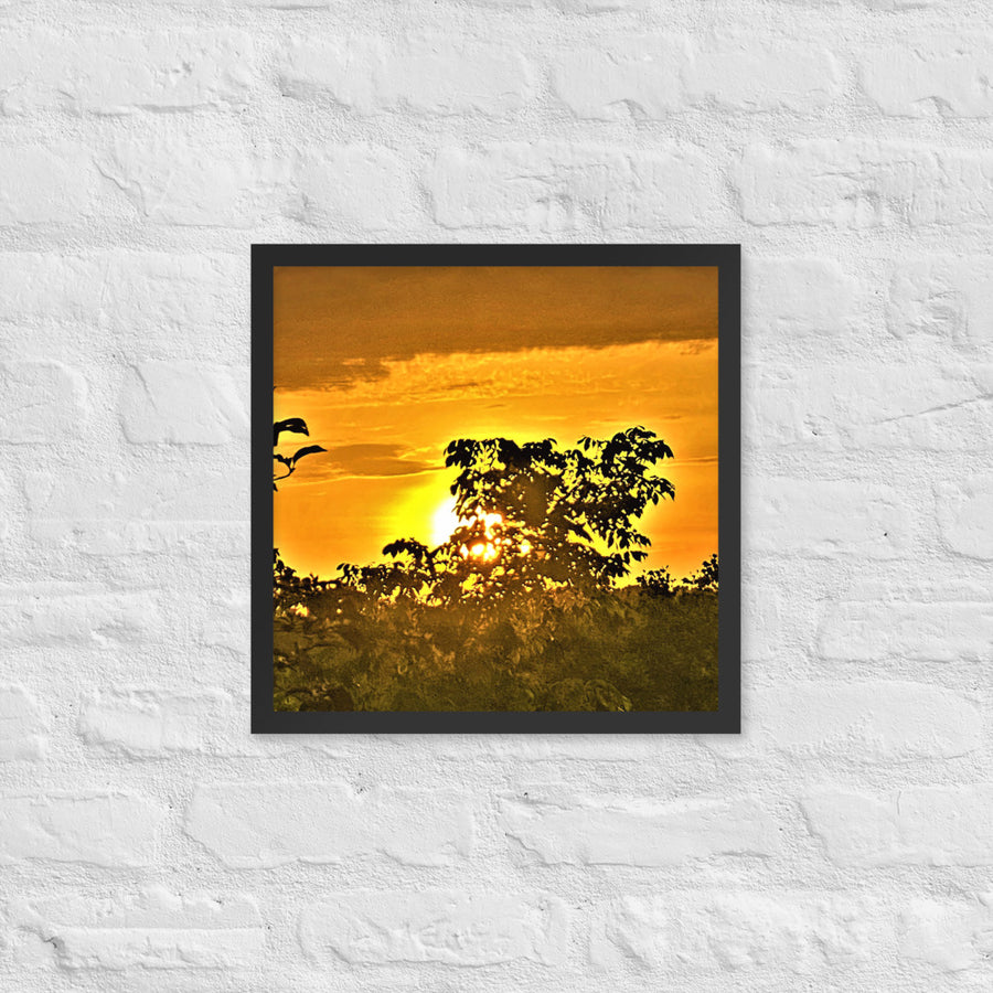 Sunrise illuminating a tree top - Framed