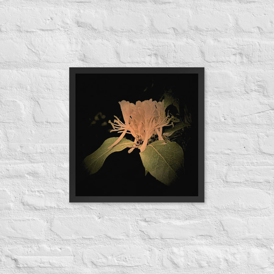 Honeysuckle flower - Framed