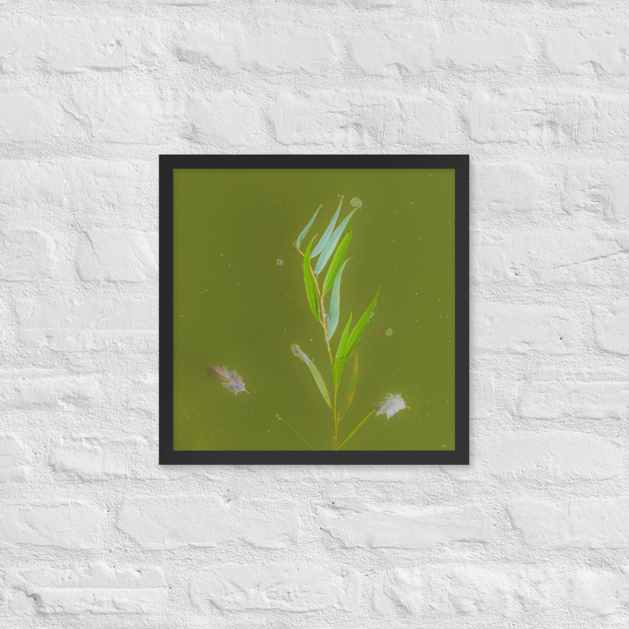 Plants and feathers floating on a lake - Framed