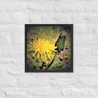 Beauty of the dandelion - Framed