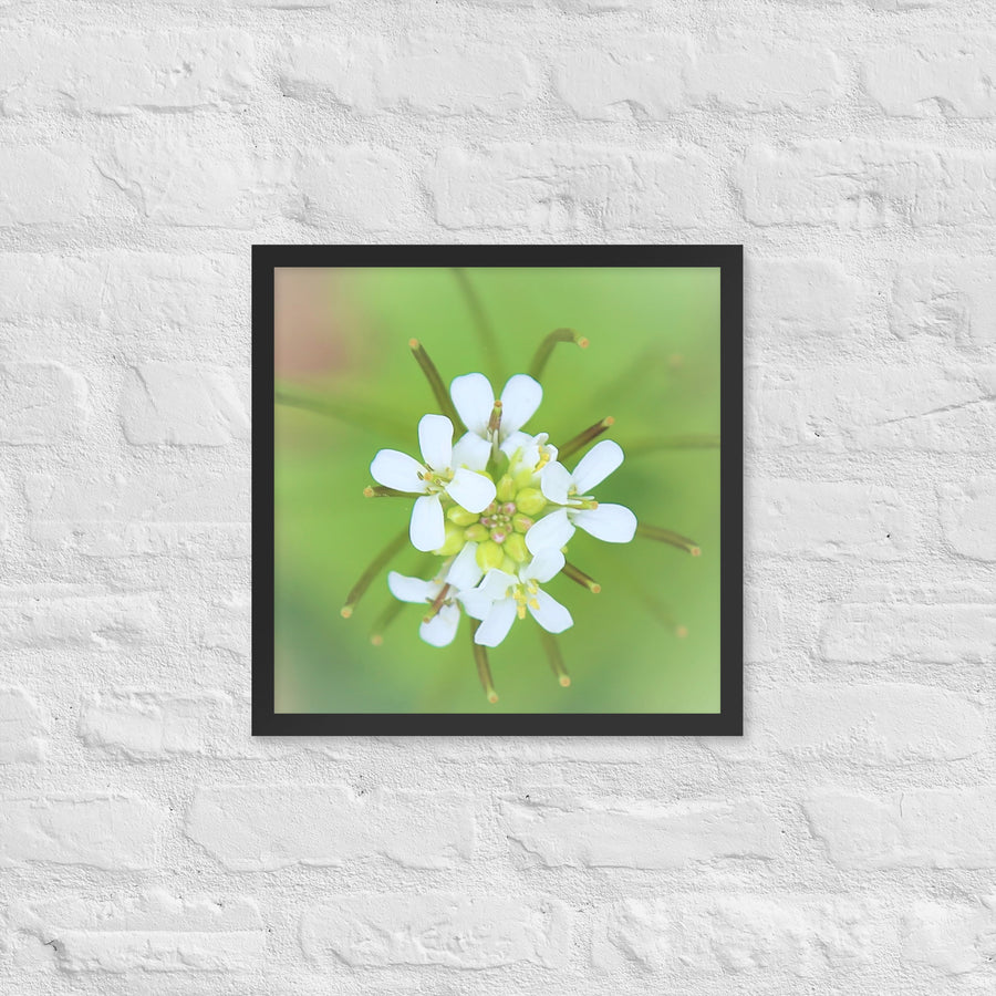 White petals with buds - Framed