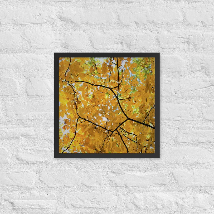 Yellow in branches - Framed