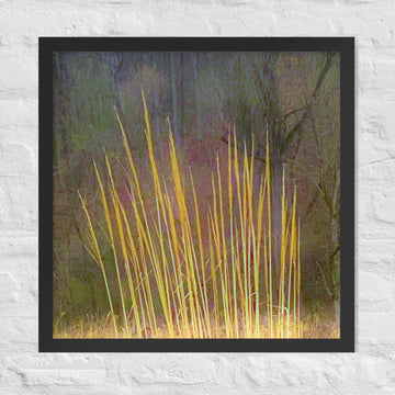 Impressions of tall grasses - Framed