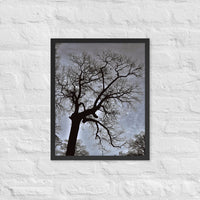 Bare tree against cloudy sky - Framed