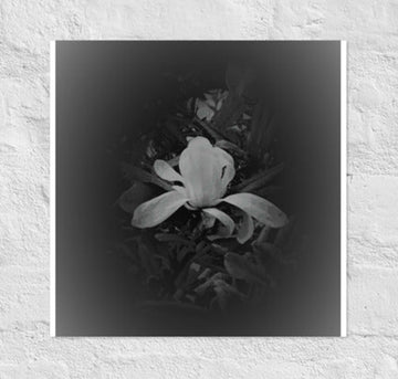 Single white flower in dark- Unframed