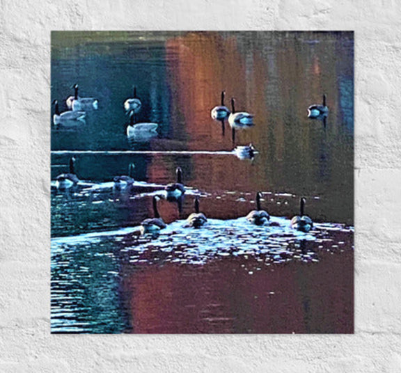Geese with Fall color reflections- Canvas