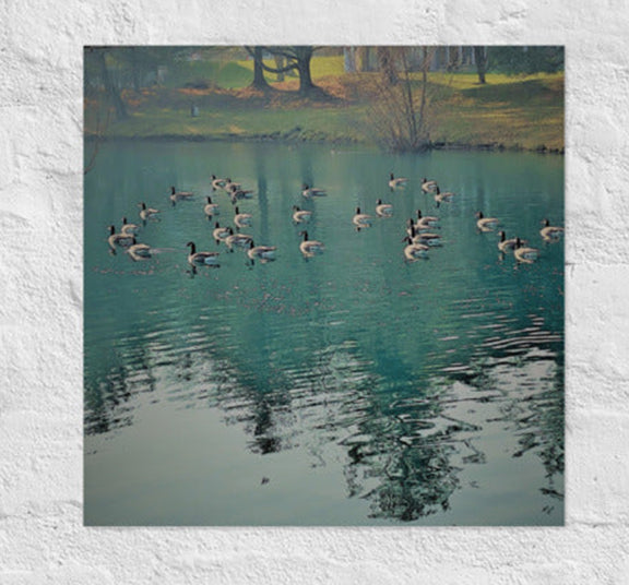 Geese on green reflected lake - Canvas