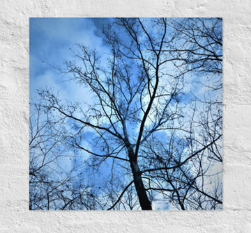 Branches against blue clouded sky - Unframed