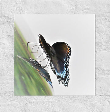 Butterfly- Canvas