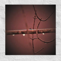 Three raindrops on a branch - Unframed