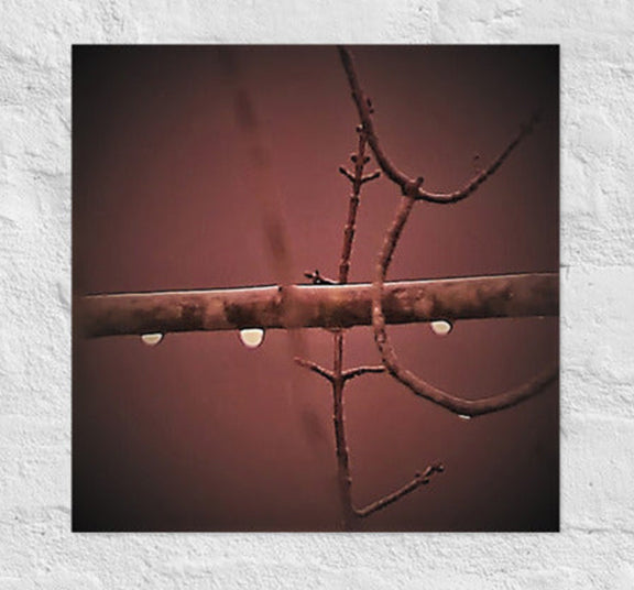 Three raindrops on a branch - Unframed
