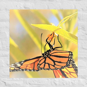 Butterfly taking in nectar - Unframed