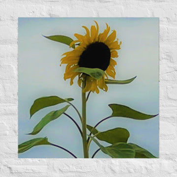Sunflower - Unframed