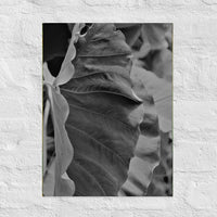 Elephant plant ears- side by side- Canvas