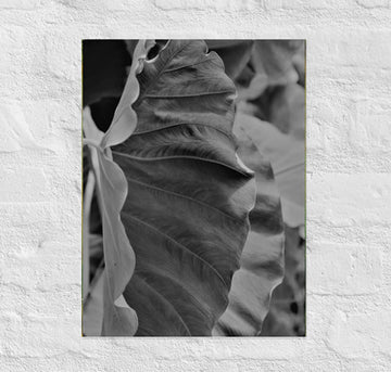 Elephant plant ears- side by side- Canvas