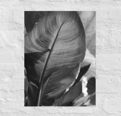 Exquisite lines of elephant ear plant - Unframed