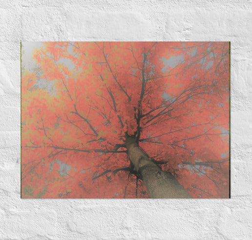 Looking up red tree- Canvas