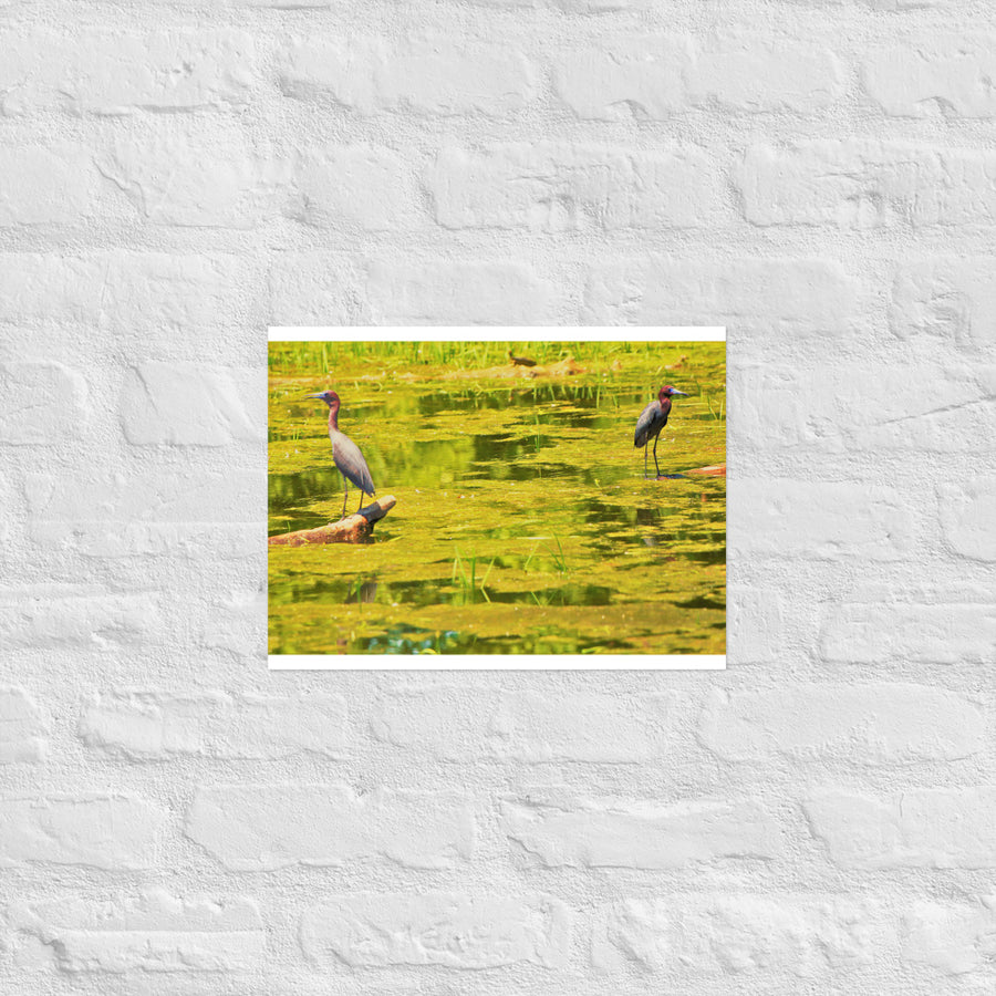 Waterfowl on colorful pond - Unframed