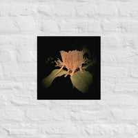 Honeysuckle flower - Unframed