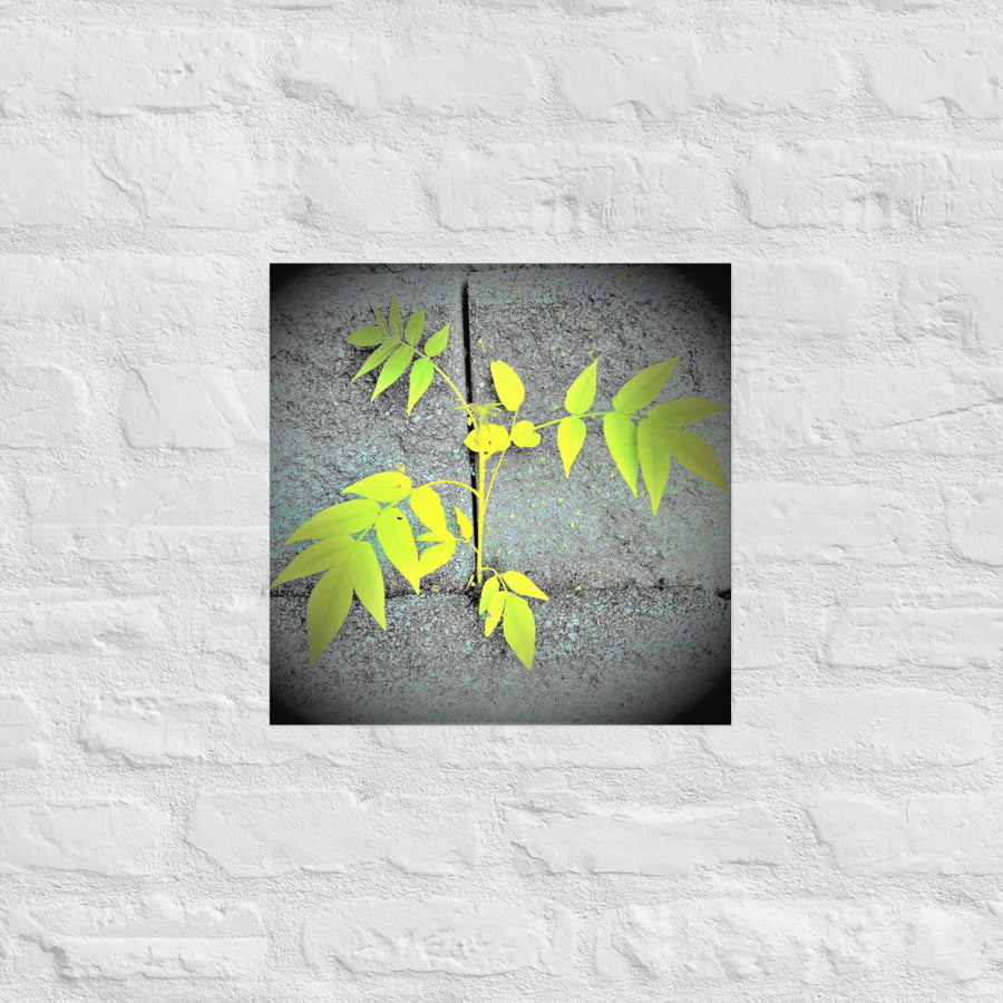 Plant growing through cement wall - Unframed