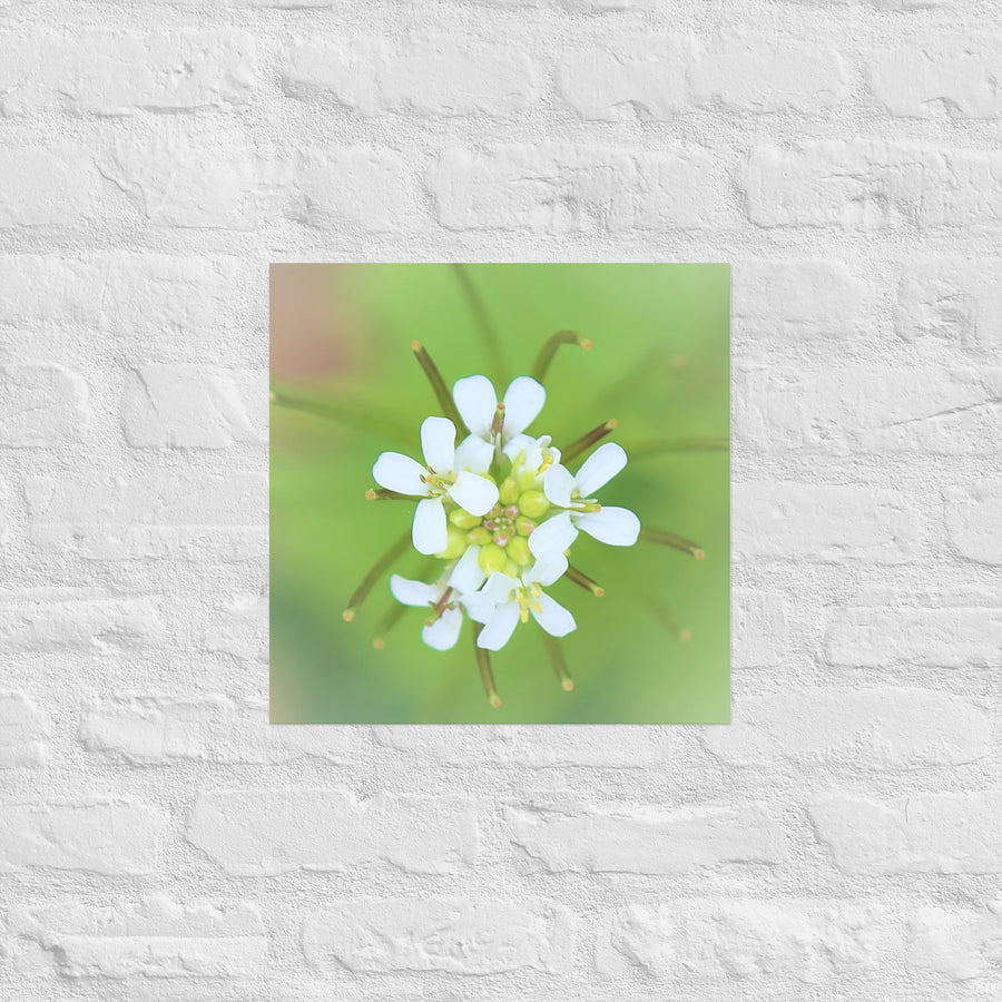 White petals and buds - Unframed