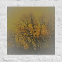 Sunrise clouds behind trees - Unframed
