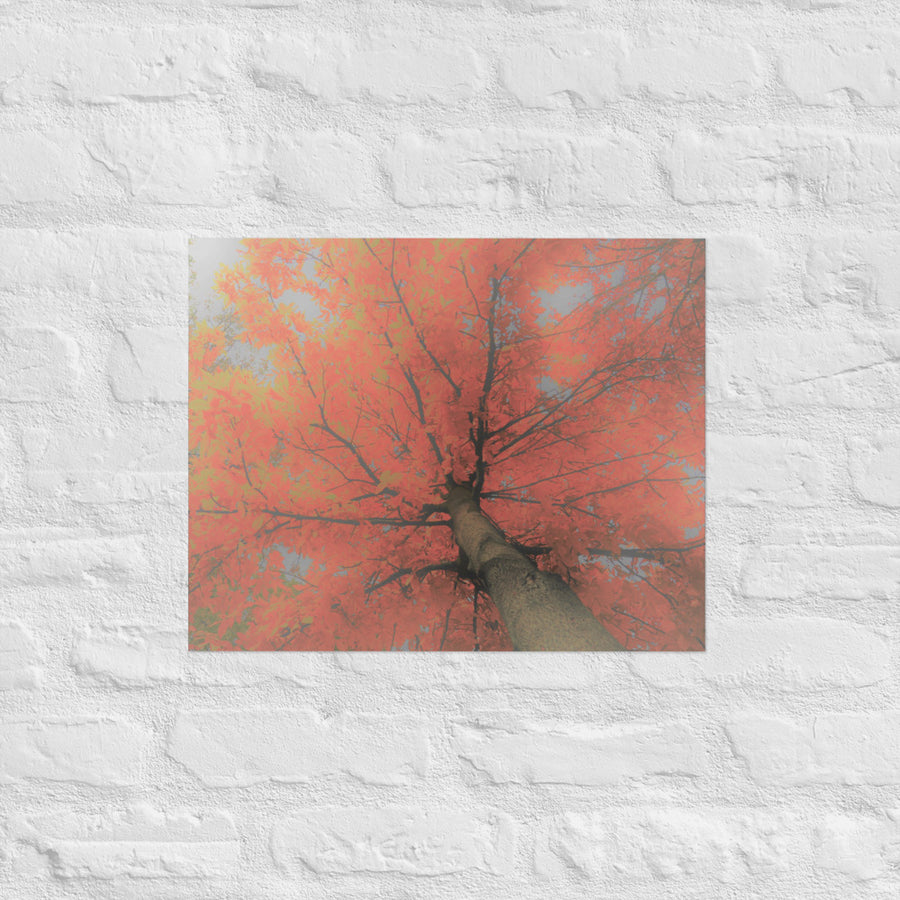 Looking up at red tree - Unframed