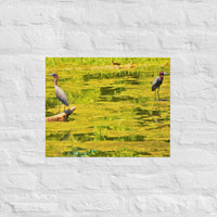 Waterfowl on colorful pond - Unframed