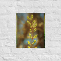 Young buds of leaves in sunlight- Unframed