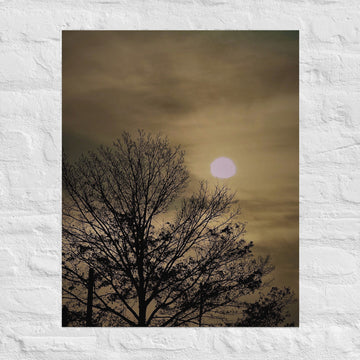 Morning sun and tree - Unframed